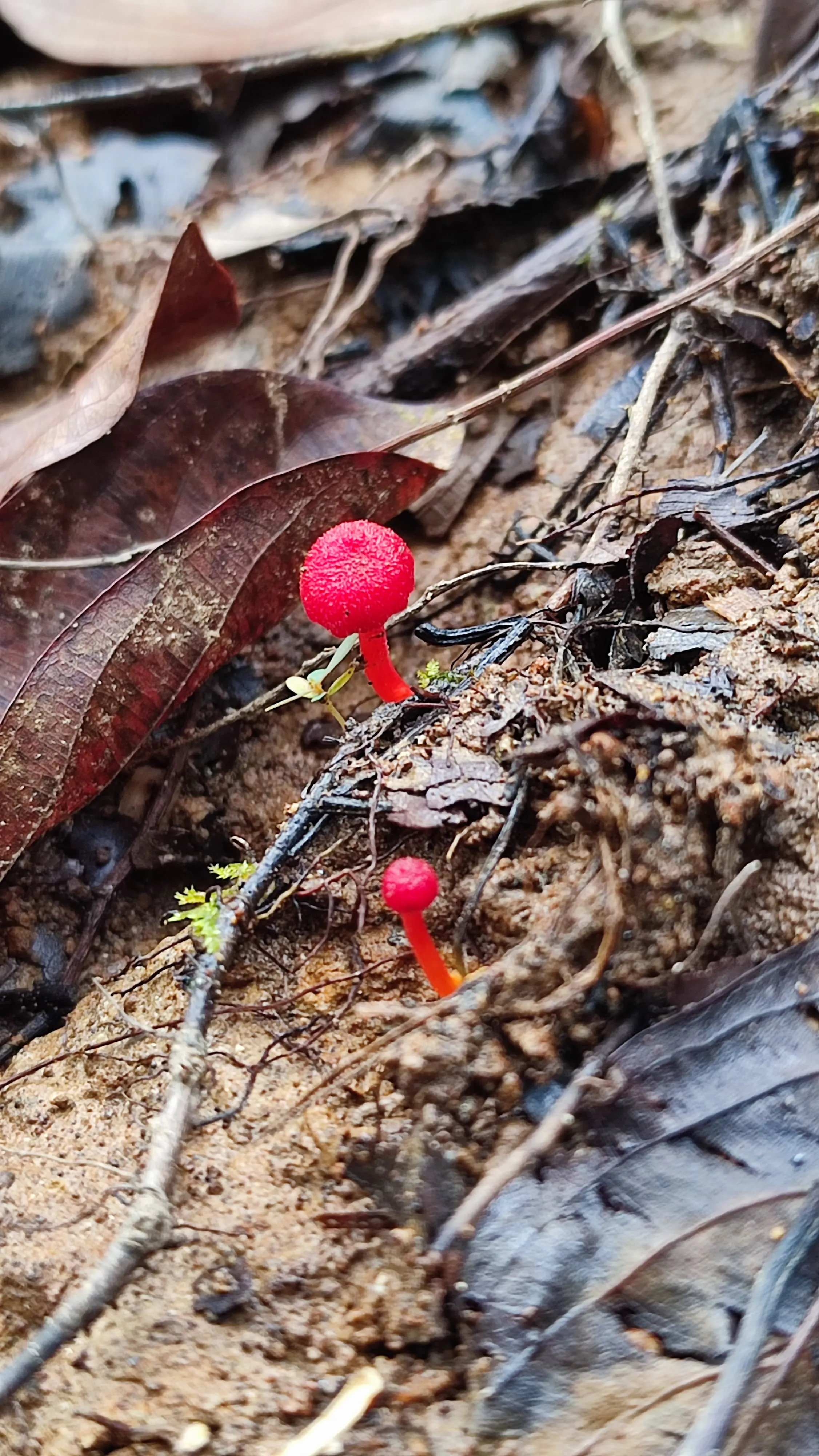 Hygrophoraceae miniata
